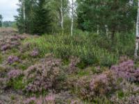 Blühende Besenheide umgibt gelbe Blütenstauden